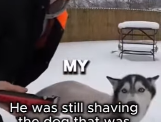 B1504002 I Rescued a Husky — The Police Questioned Me (Part 2)