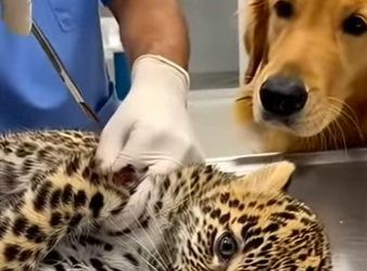 B1504004 Unbelievable! My Golden Retriever Brought an Injured Leopard Cub Home! 🐕🐆 (Part 2)