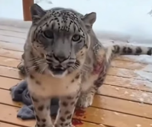 B1504001 This injured Leopard brought his cub to me (Part 2)