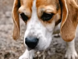 Y1604003 Heartbreaking Moment Mother Dog Buries Her Two Deceased Puppies (Part 2)