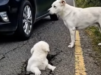 Y1604001 Kind Hearted Man Rescues Poor Puppy Trapped in Ground (Part 2)