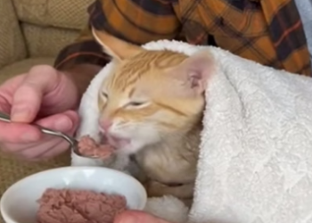 P1602015 I Rescued a Starving Cat… then She Revealed Her Biggest Secret (Part 2)