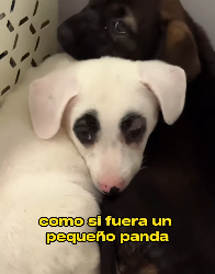 V0603016 Abandoned Panda Eyed Puppy Finds Loving Home (Parte 2)