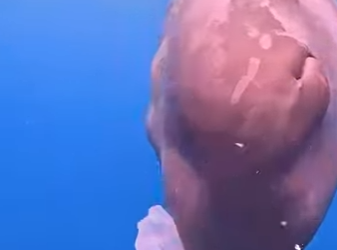 I1604011 Diver uses bare hands to save starving baby whale (Part 2)
