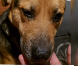 M0204004 Yo creó que los perritos mas nobles , son los que personas malas echan a la calle (Part 2)