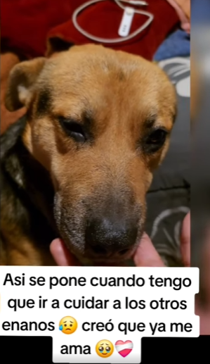 M0204004 Yo creó que los perritos mas nobles , son los que personas malas echan a la calle (Part 2)