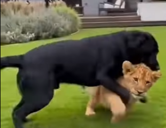 A1704004 Buying a watch to tell time vs. Giving an animal more time to live. (Part 2)