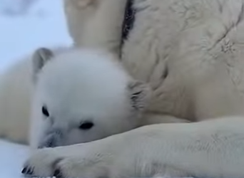 A1704005 Justin Bieber has the fame, but this dog finally has a name (Part 2)