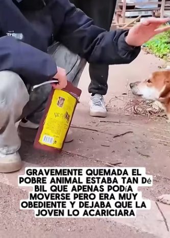 R0305007 One day, I found an injured puppy by the roadside; its skin was severely burned (Part 2)