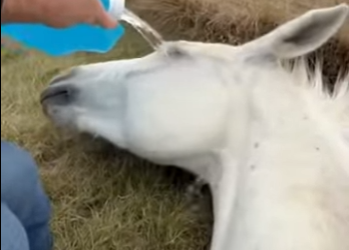 P1904012 man found white horse unconscious by roadside try to save (Part 2)