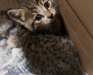 R0305010 I found a kitten under the car and it wanted to come home with me (Part 2)
