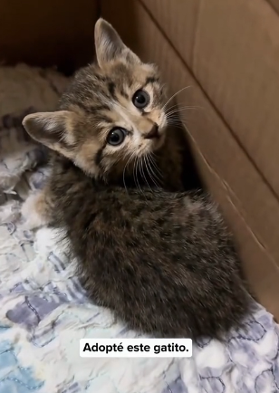 R0305010 I found a kitten under the car and it wanted to come home with me (Part 2)