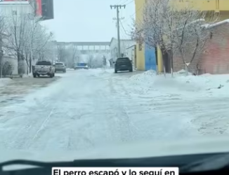 R0305008 A wounded stray dog ​​was sitting in the snow. I decided to help it, but it kept trying to run away (Part 2)