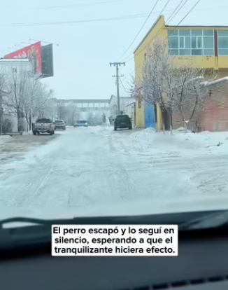 R0305008 A wounded stray dog ​​was sitting in the snow. I decided to help it, but it kept trying to run away (Part 2)