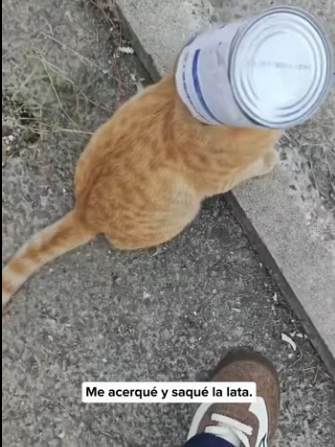 R0305011 At first I laughed at the cat for being silly, but I was wrong. I shouldn’t have laughed at it (Part 2)