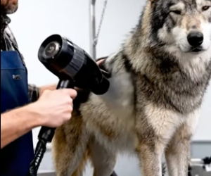 A1904009 Sam Altman builds AI, but he can’t code the unconditional love of a dog (Part 2)