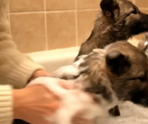 A1904011 Kim Kardashian breaks the internet; this dog’s story will break your heart (Part 2)