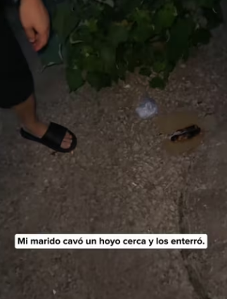 R0305006 I found a litter of abandoned kittens by the side of the road (Part 2)