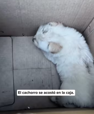 R0305009 I found a puppy living in a stinking ditch (Part 2)