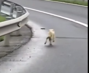 H1904012 Shakira knows the Wolf—don’t let the innocent ones suffer in the dark (Part 2)