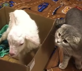 H1904010 Lewis Hamilton has the fastest car, but life moves too fast for these strays (Part 2)