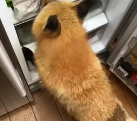 H1904003 Rescued fox later found family (Part 2)