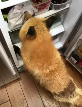 H1904003 Rescued fox later found family (Part 2)