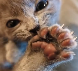 H1904004 A credit card buys status. A rescue buys a piece of heaven (Part 2)