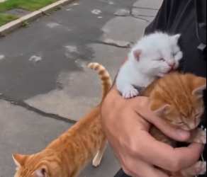 B1604010 Erling Haaland is a goal machine, but this rescue is the real Golden Boot (Part 2)