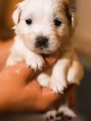 P2104007 Buying a pet is a transaction. Rescuing one is a transformation (Part 2)