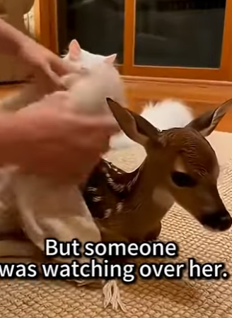 P2104001 A diamond ring shines for a moment. These eyes shine for a lifetime (Part 2)