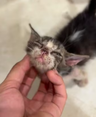 R0305001 Rescatar no es fácil… pero ver a un animalito aferrarse a la vida lo cambia todo (Part 2)