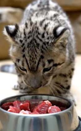 P2104005 Mother Sacrifice Snow Leopard Story Melted Millions (Part 2)