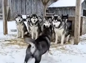 E3103002 puppy rescued kitten jaws of leopard (Part 2)