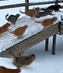 K1403007 This cat led a rescue to save a puppy in winter 🐶🐱 (Part 2)