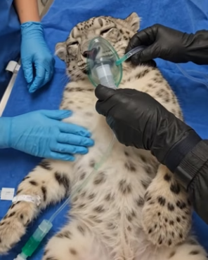 P2104004 A $1,000 phone lasts 2 years. A rescued life lasts a legacy. (Part 2)