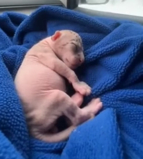 P2104003 Designer bags fade with the season. Kindness never goes out of style (Part 2)