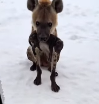 F2004001 A credit card buys status. A rescue buys a heartbeat (Part 2)