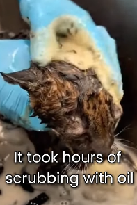 F0603013 Saw Two Eyes Staring Tar Pit… It Was Baby Mountain Lio… (Part 2)