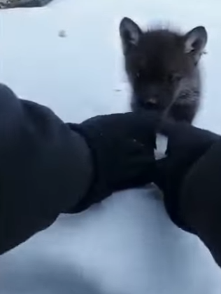 F2004006 Buying a pet is a transaction. Rescuing one is a transformation (Part 2)