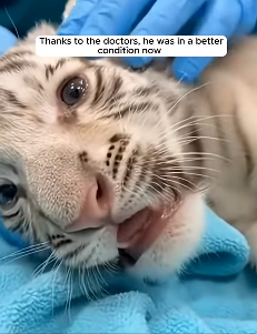 P0403011 white tiger cub gets dragged across snow (Part 2)