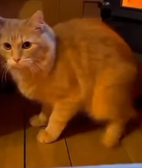 F2004004 One pair of limited sneakers or one year of safety for a broken soul (Part 2)