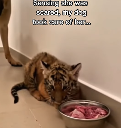 F0403009 Dog raises tiger until her mom came back (Part 2)