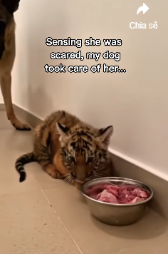 F0403009 Dog raises tiger until her mom came back (Part 2)