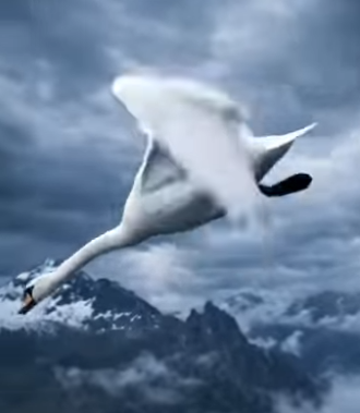 Y1804001 Duck Save life of cute poor little kitty stuck between drowning water. (Part 2)