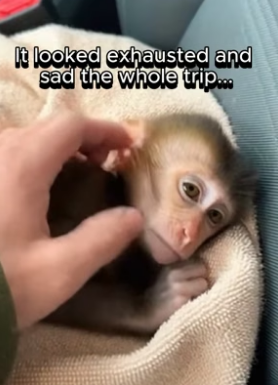 P0603003 It took a village, but this beautiful soul is finally heading home. (Part 2)