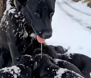 Rescue Mother dog her puppies (Part 2)