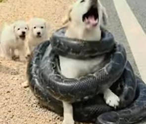 Y1804007 Kind Hearted Man Rescues Poor Mother Dog Trapped by Snake (Part 2)