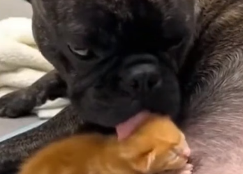 L1103002 French Bulldog Rescues Abandoned Kitten (Part 2)