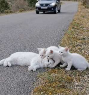 Y1804009 MrBeast builds a 100-foot statue, but building trust with a stray is a bigger feat (Part 2)